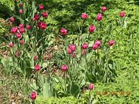 x043Tulips1.jpg