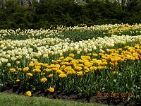 x045Tulips3.JPG