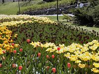 x046Tulips2.JPG